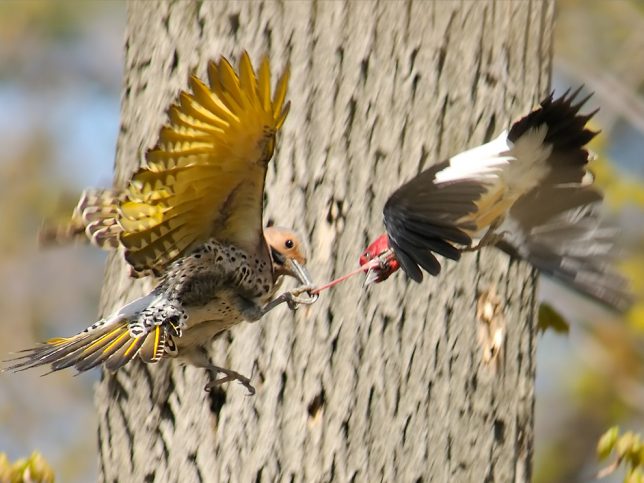 Taken at Rondeau Provincial Park, ON, Canada, this image shows a fight between a Red Headed Woodpecker and a Yellow-shafted Northern Flicker over a nest hole.  The Red Headed Woodpeckers tried to chase away the intruding Flickers but after this encounter, the fight was over.  The Flicker managed to grab the Red Headed by its tongue and force it all the way down to the ground.  Both birds spiraled while falling to the ground.  It must have been painful as the Redheaded gave up after this clash.